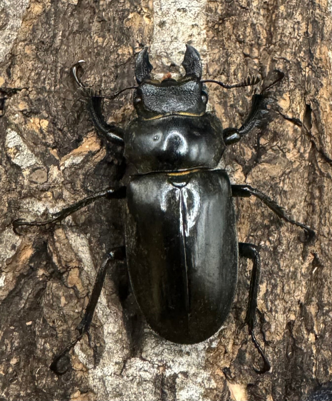 【WD】《ノビリスミヤマ 60mm ペア》①