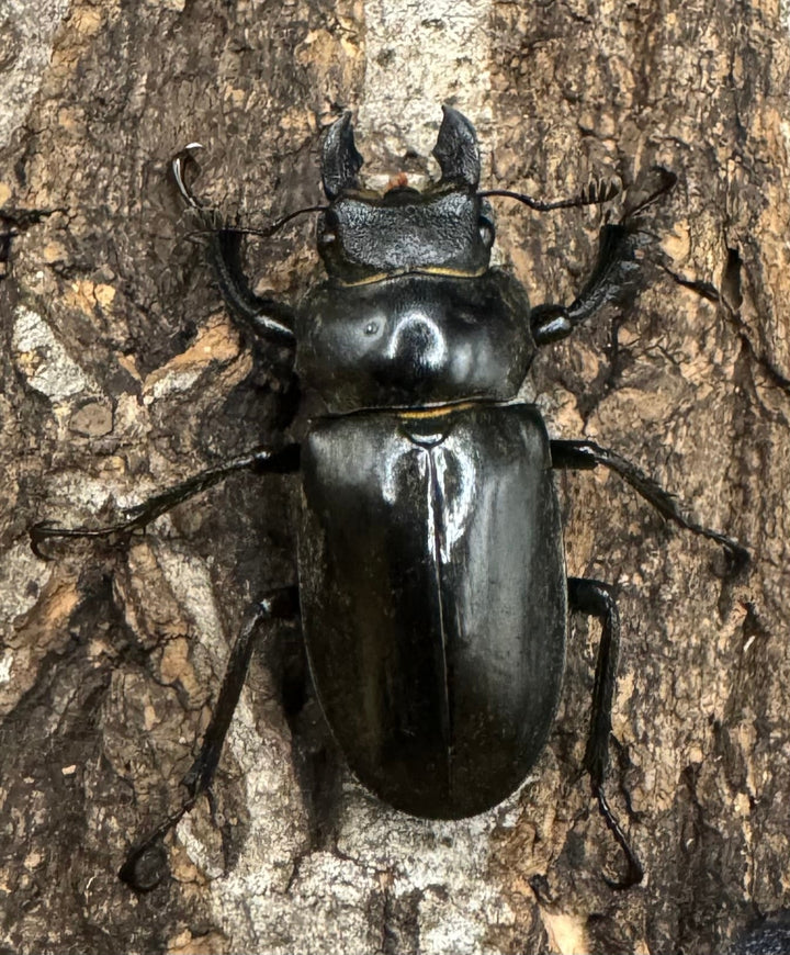 【WD】《ノビリスミヤマ 60mm ペア》①