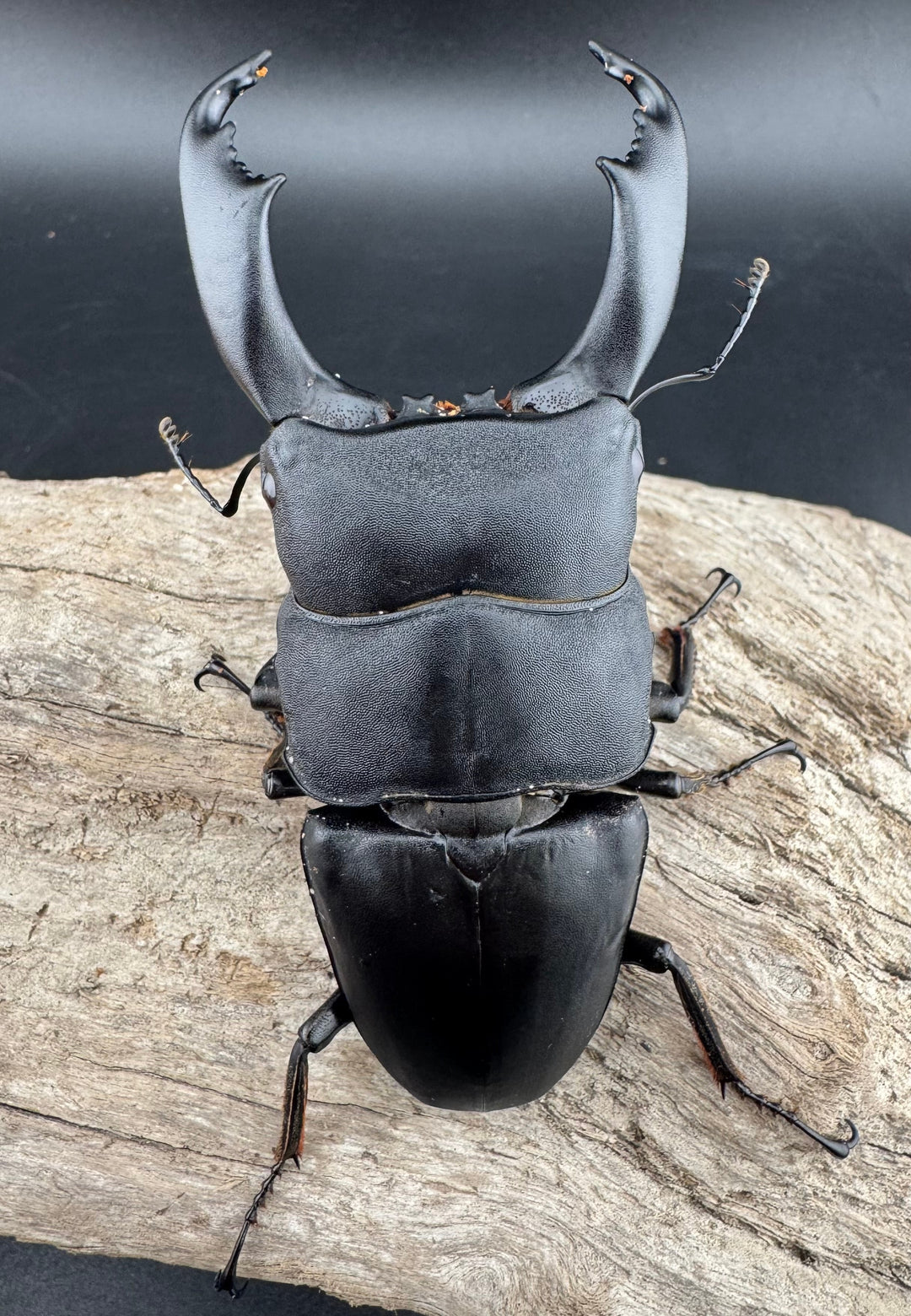 【WD】《西ペレンヒラタ（スラウェシオオヒラタ） 95mm ペア》