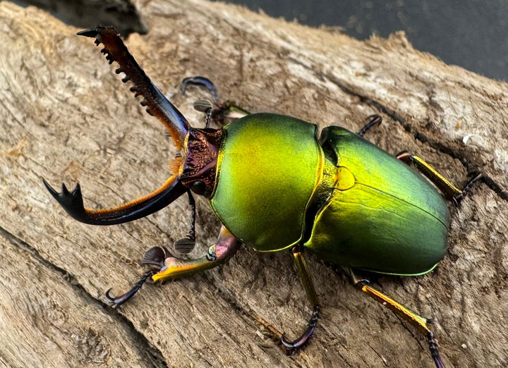 【WD】《パプアキンイロクワガタ アルファック産 35mm ペア》