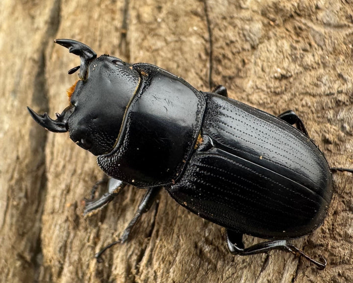 【WD】《カツラオオクワ 広西壮族産 25mm ペア》