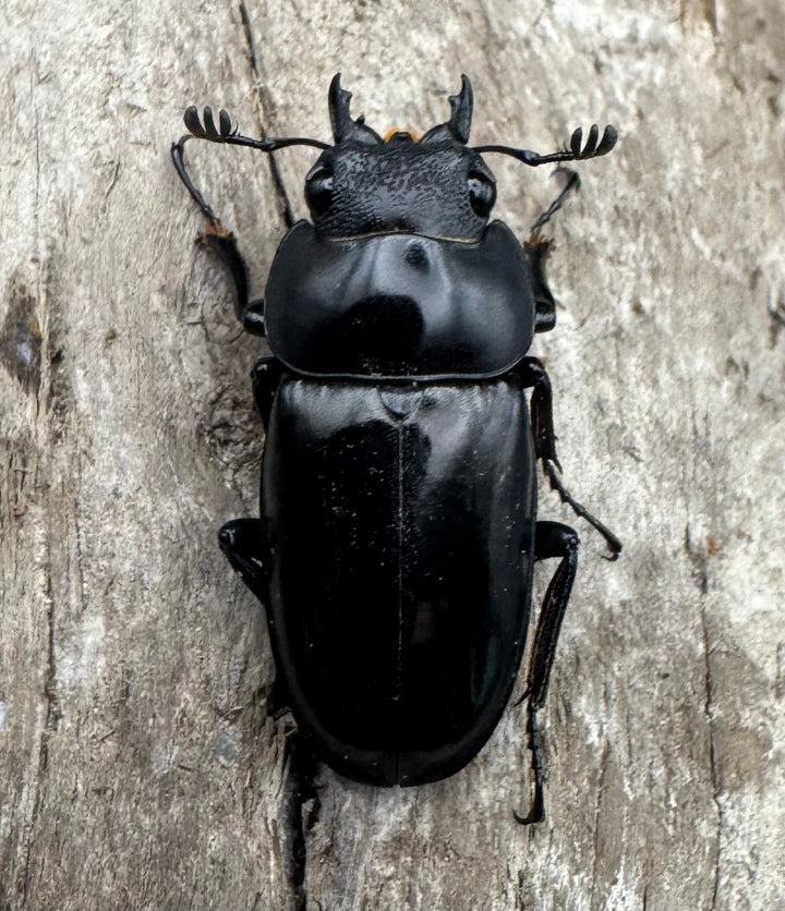 【WD】《ブッダノコギリ亜種patricius パロロ パル産 51.5mm ペア》