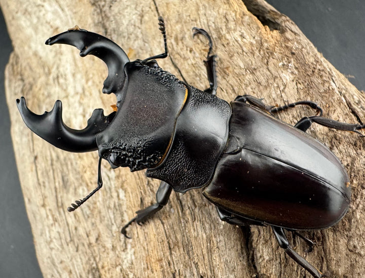 【WD】大型短歯《ルマウィノコギリ  60.5mm ペア》