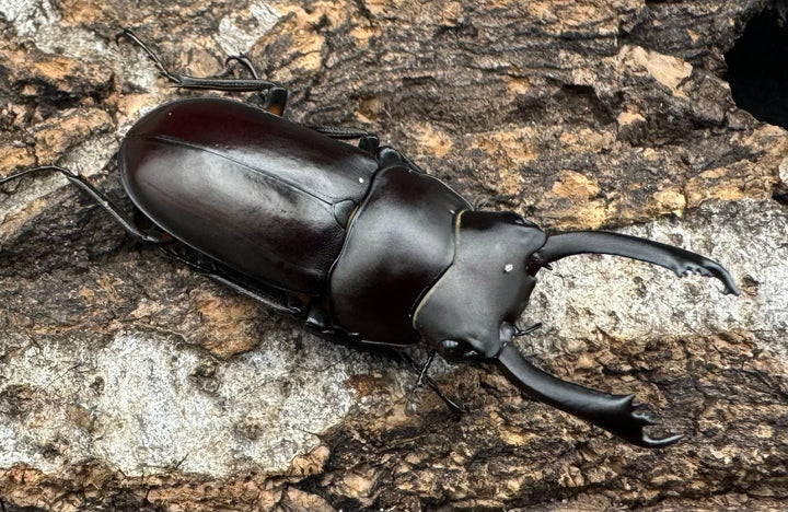 【WD】《ルフォノタトゥスコクワ 36.5mm ペア》