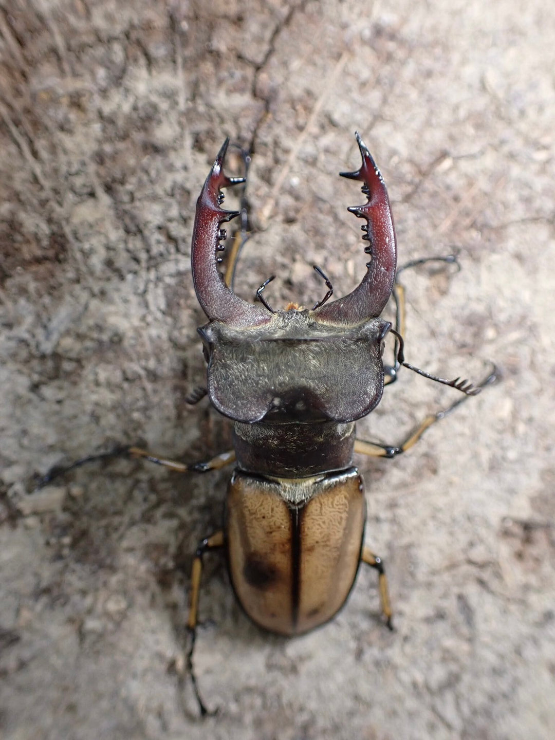 【WD】《デラバイミヤマ ♀単》