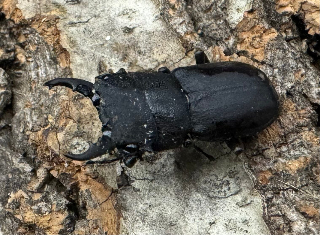 《オパクスソリアシサビクワ 27mm ペア》わたくわ氏ブリード個体