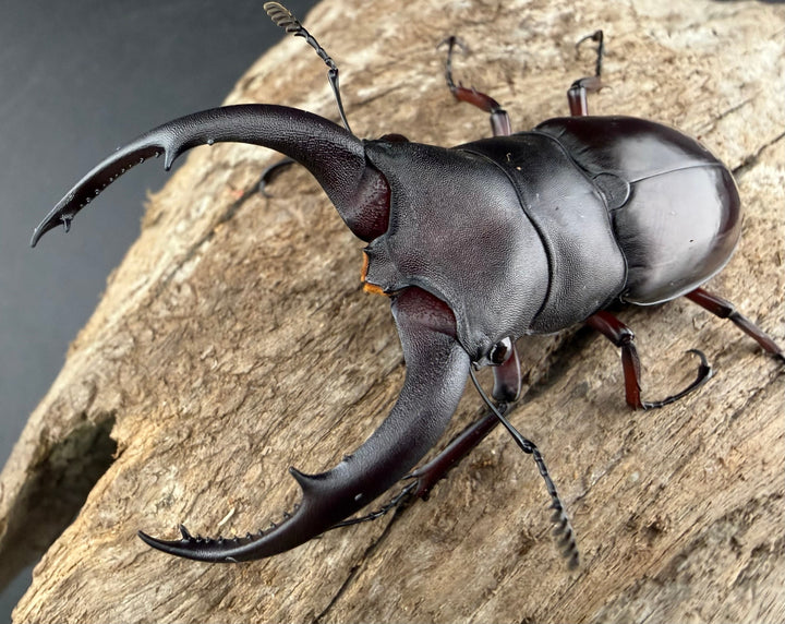 【WD】《メルキオリティスフタマタ 66mm ペア》