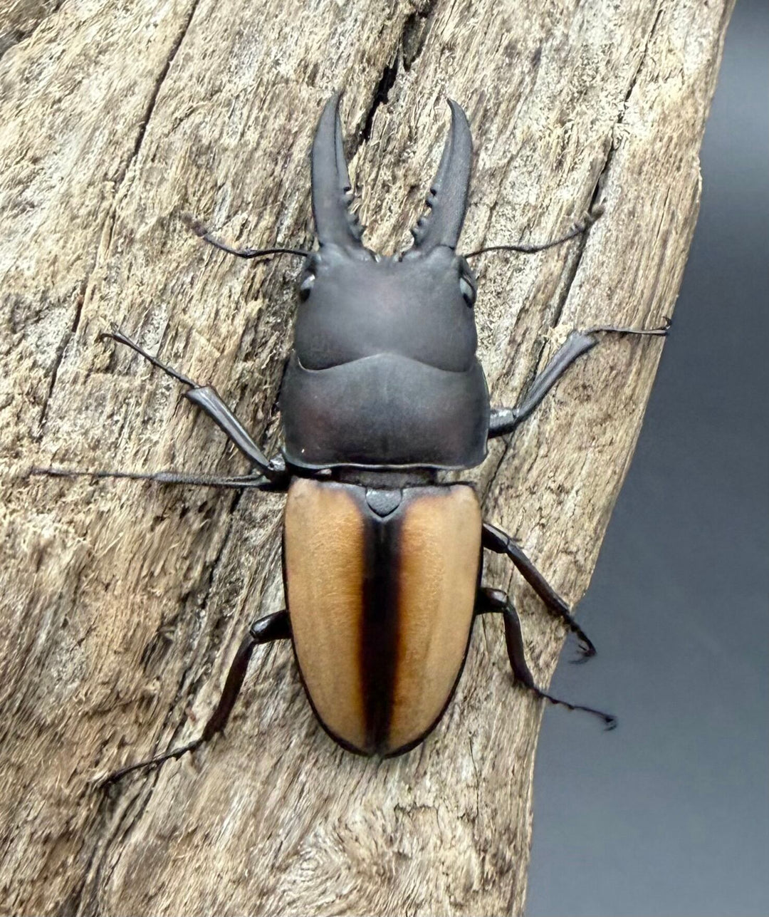 【WF4】《ドリスノコギリ 広西壮族産 33mm ペア》