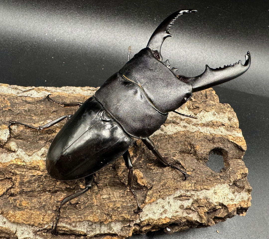 【WD】大型《ミンダナオヒラタ 91.5mmUP ペア》