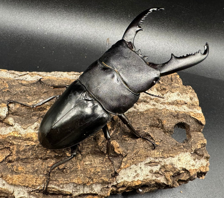 【WD】大型《ミンダナオヒラタ 91.5mmUP ペア》