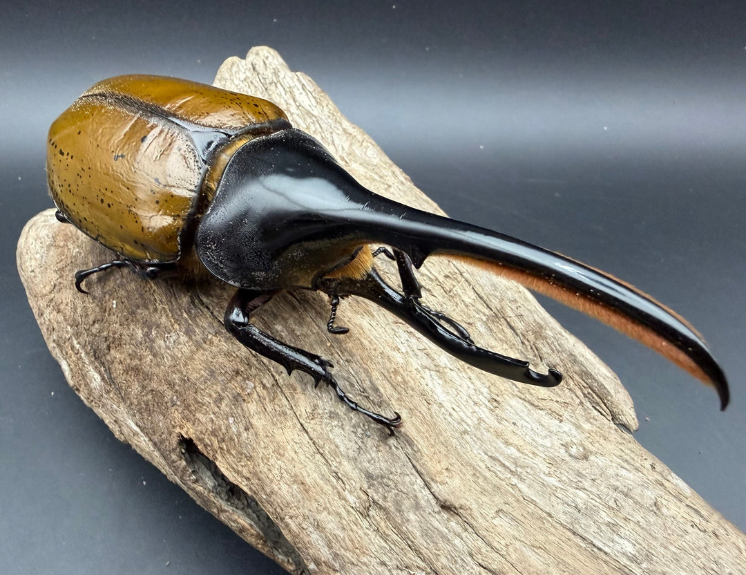 《ヘラクレス・リッキー ナポ産 143.5mm ペア》クワカブの部屋三森氏ブリード個体