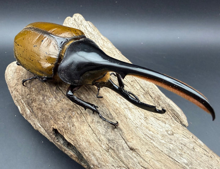 《ヘラクレス・リッキー ナポ産 143.5mm ペア》クワカブの部屋三森氏ブリード個体