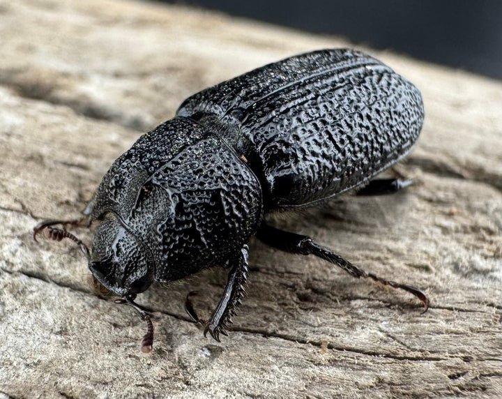 【WD】《ウンナンイッカククワガタ Free ペア》