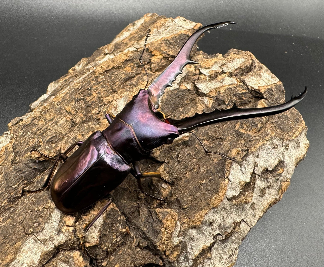 【美麗】《メタリフェルホソアカ 75mm ペア》わたくわ氏ブリード個体