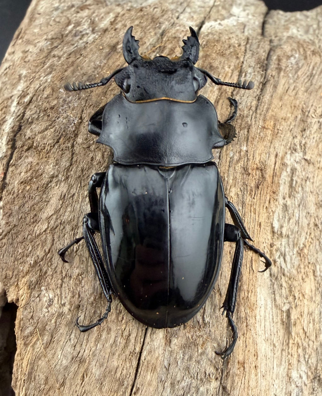 【WD】《インターメディアツヤクワガタ バタラザ産 97mm ペア》