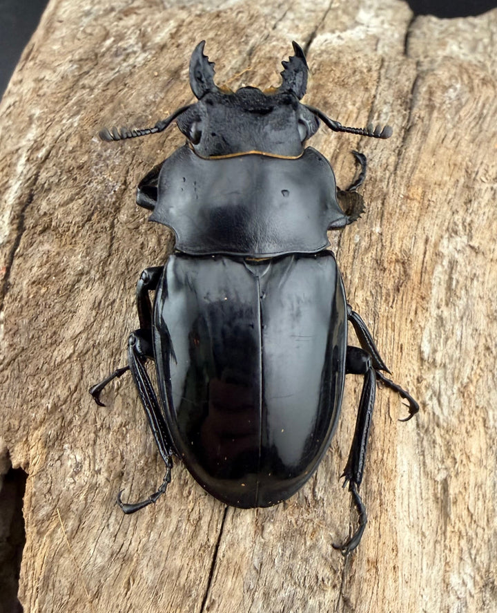 【WD】《インターメディアツヤクワガタ バタラザ産 97mm ペア》