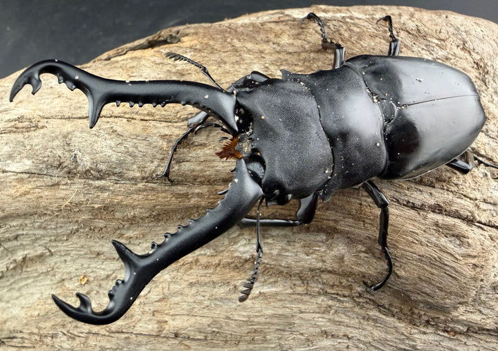 【WD】《ギラファノコギリ亜種ニシヤマイ 96.5mm ペア》