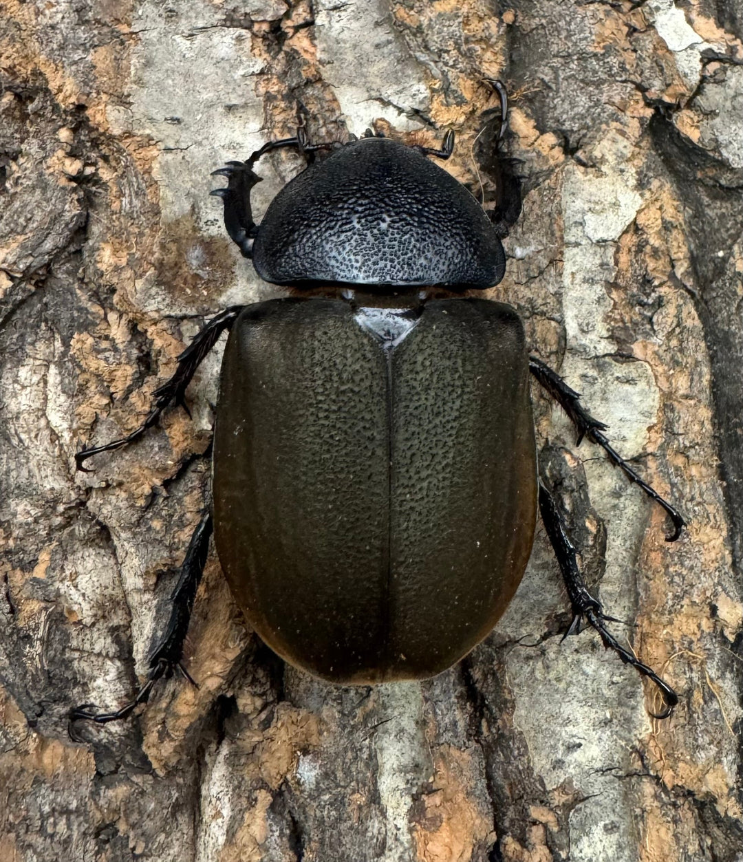 【WD】《ジャワコーカサスオオカブト 105mm ペア》