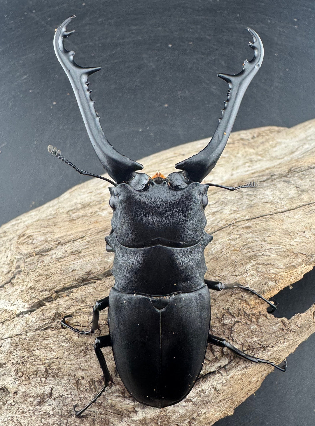 【WD】《 ギラファノコギリ亜種ケイスケ 96.5mm A’品ペア》