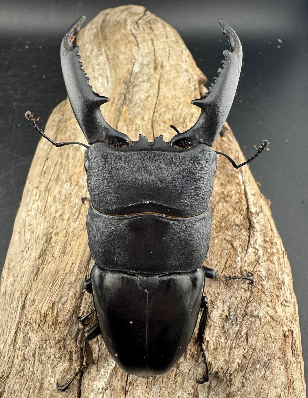 【WD】大型《ミンダナオヒラタ マラグサン産 94mm ペア》