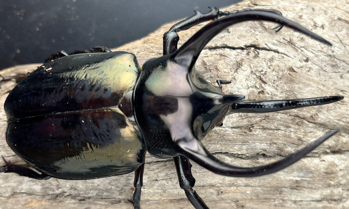 【WD】《ミンダナオアトラスオオカブト マラグサン産 95mm ペア》