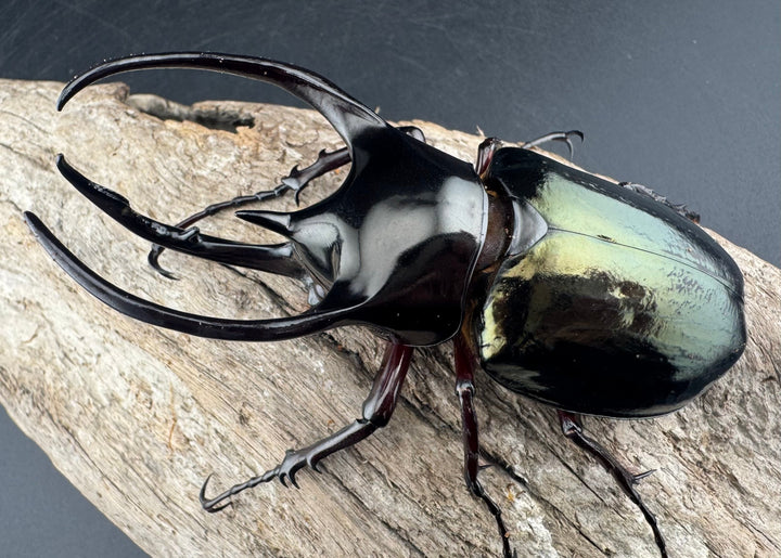 【WD】《アトラスオオカブト原名亜種 パロロ パル産 91mm ペア》