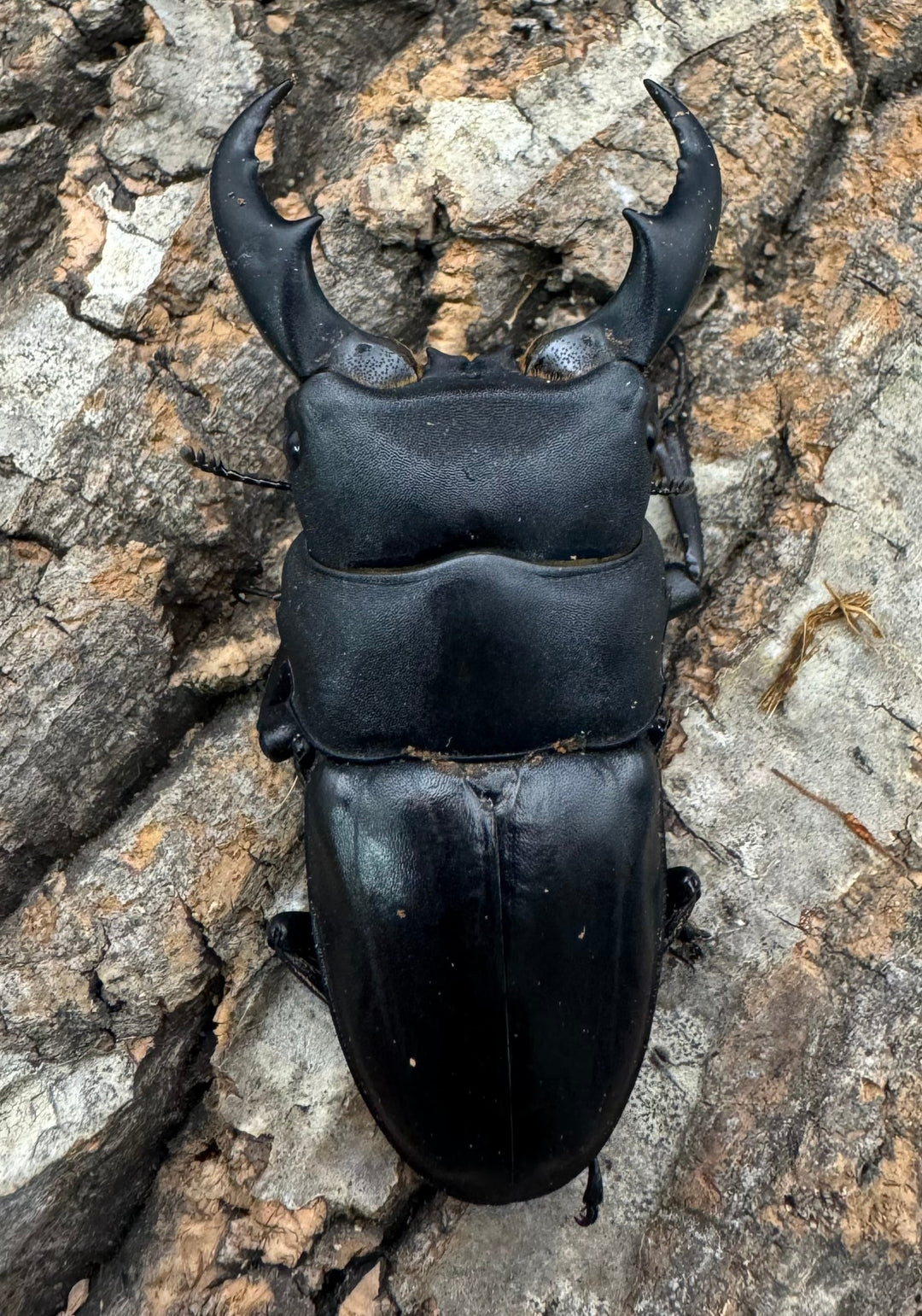 【WF3】《サキシマヒラタクワガタ 65mm ペア》