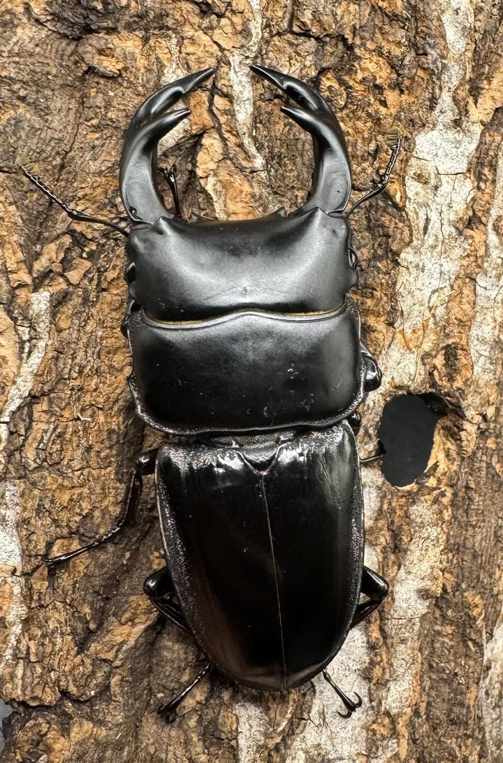 【WD】《クルビデンスオオクワ タイ産 67mm ペア》