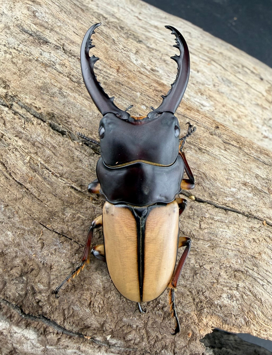 【WF4】《ブルイジンノコギリ原名亜種 50.5mm ペア》