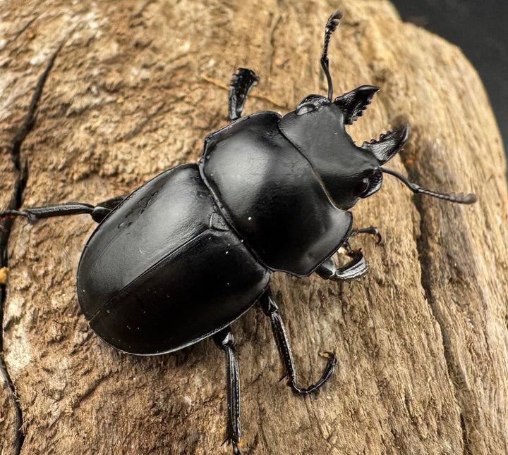 【WD】《グアードマルバネクワガタ 26mm A'品ペア》