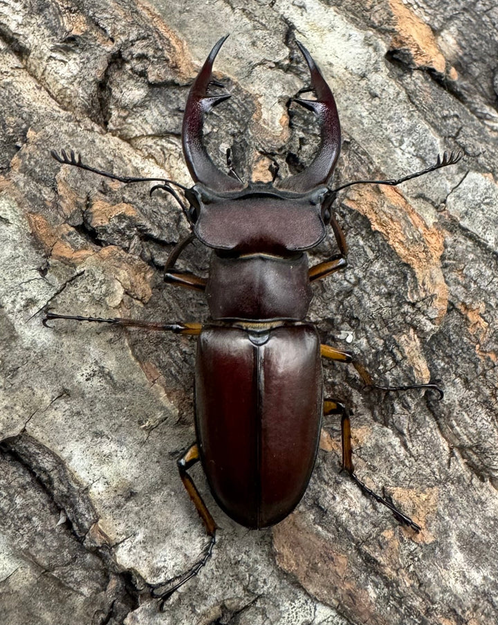 【WD】2018新種記載《ジュシャンミヤマ 54mm ペア》