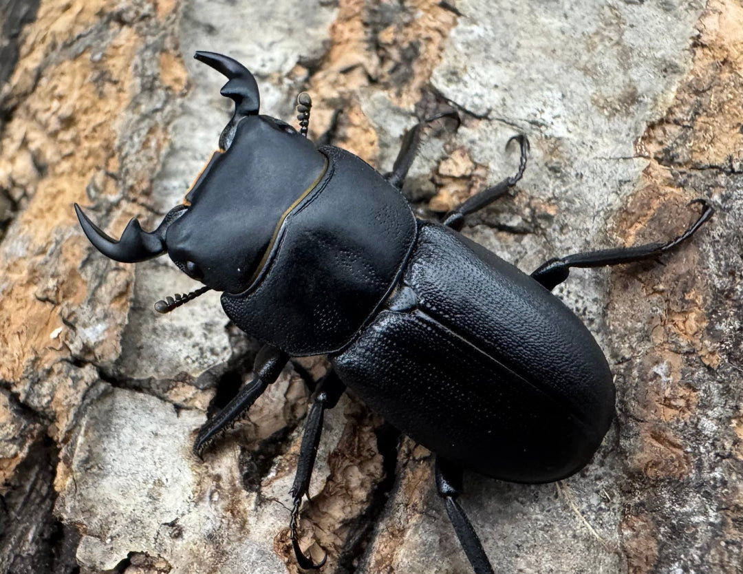 【WD】《ドルクス zhouchaoi（メンシウス ssp.） 28mm ペア》