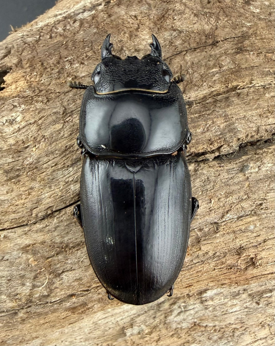 【WD】《アルキデスヒラタ アチェ産 長歯 91mm ペア》