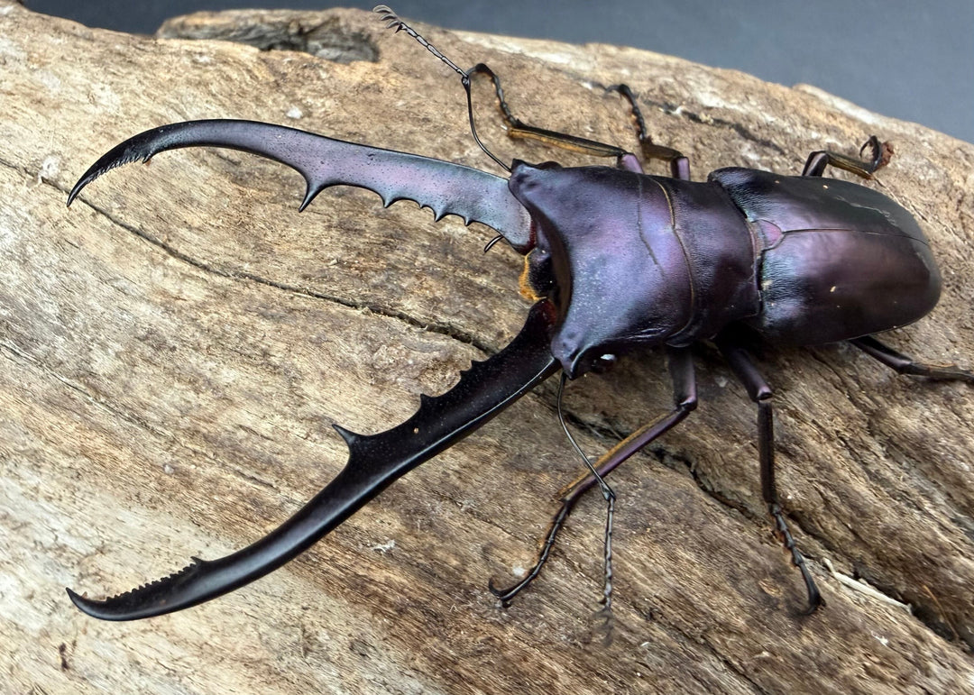 《メタリフェルホソアカ亜種フィナエ パープル系 69.5mm ペア》