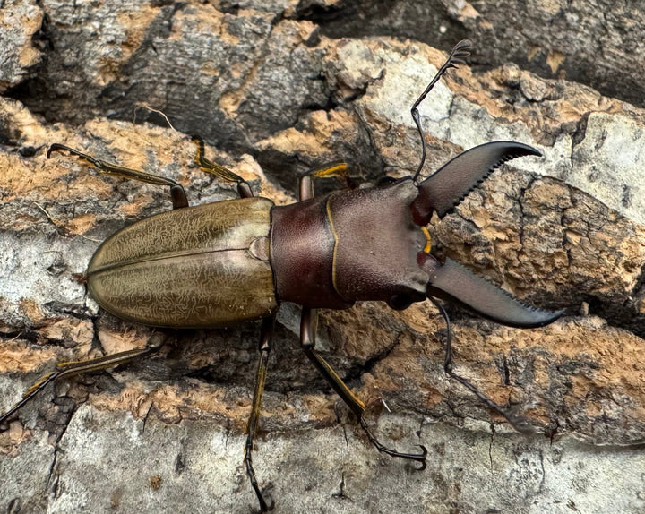 【WD】《モンタネルスホソアカクワガタ 37.5mm ペア》