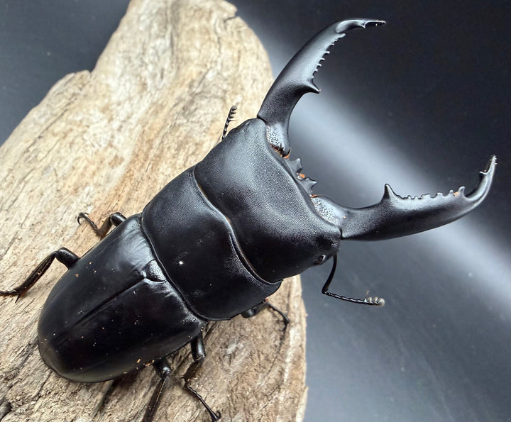 【WD】《ミンダナオヒラタ マラグサン産 85.5mm ペア》