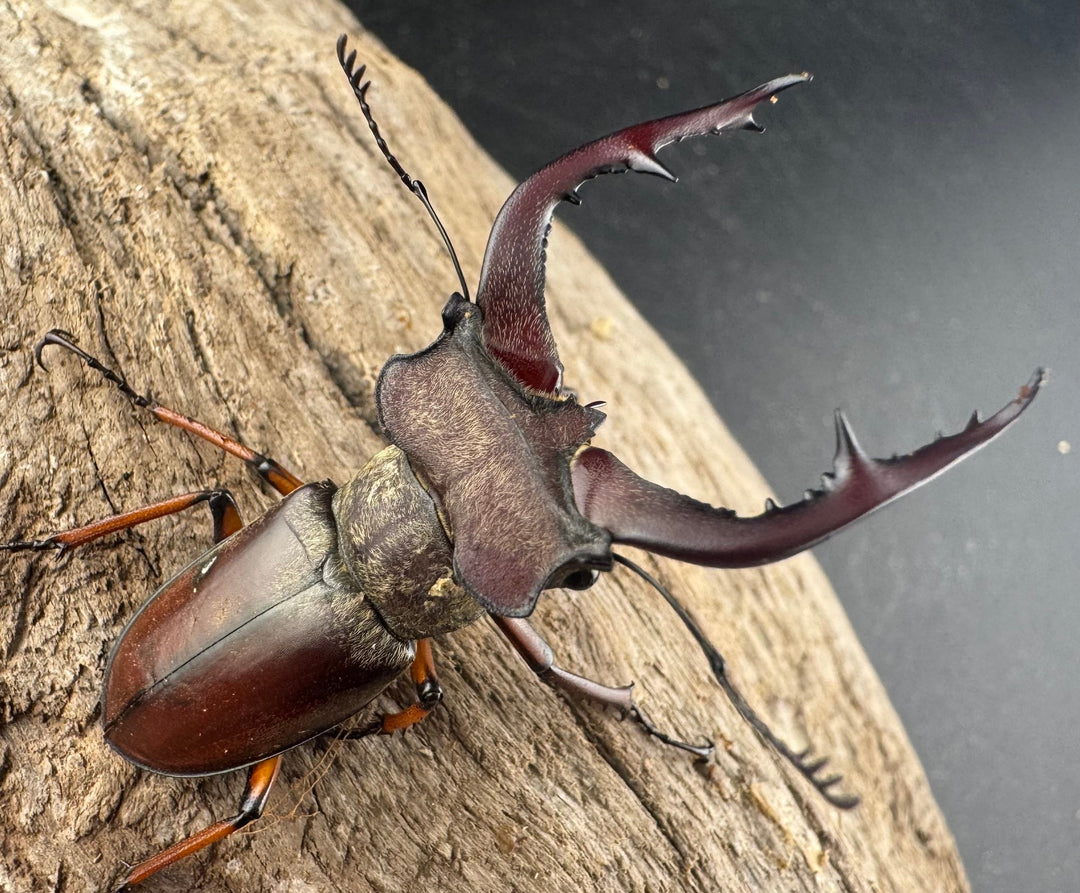 【WD】《グラディウスミヤマ 52mm ペア》