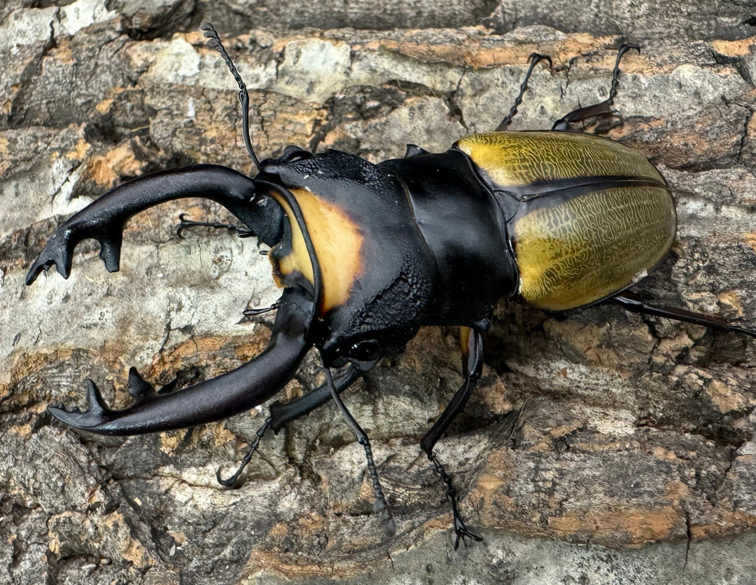 【WD】《ラコダールツヤクワガタ 75mm ペア》