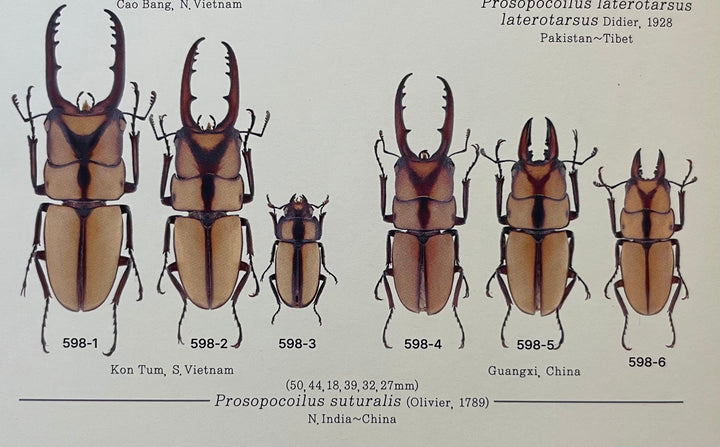 【WD】《スツラリスノコギリクワガタ 28.5mm B品ペア》