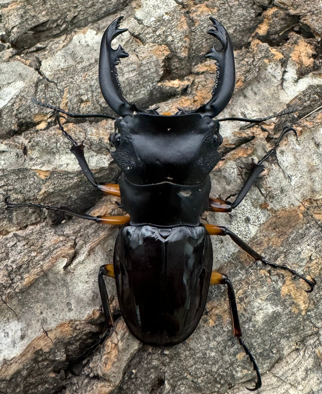 【WD】《インペリアリスツヤ亜種komorii 66mm A’品ペア》