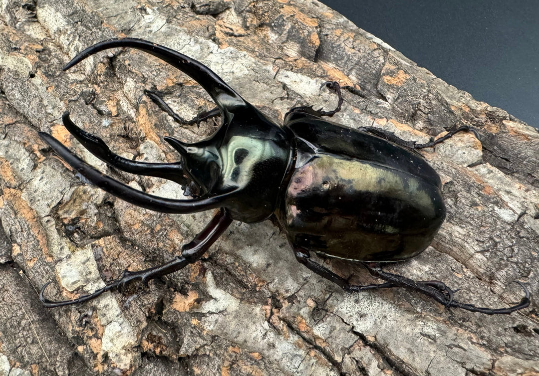 【WD】《ミンダナオアトラスオオカブト 98mm ペア》