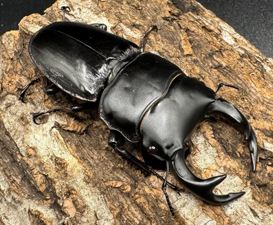 【WD】《クルビデンスオオクワ タイ産 67mm ペア》