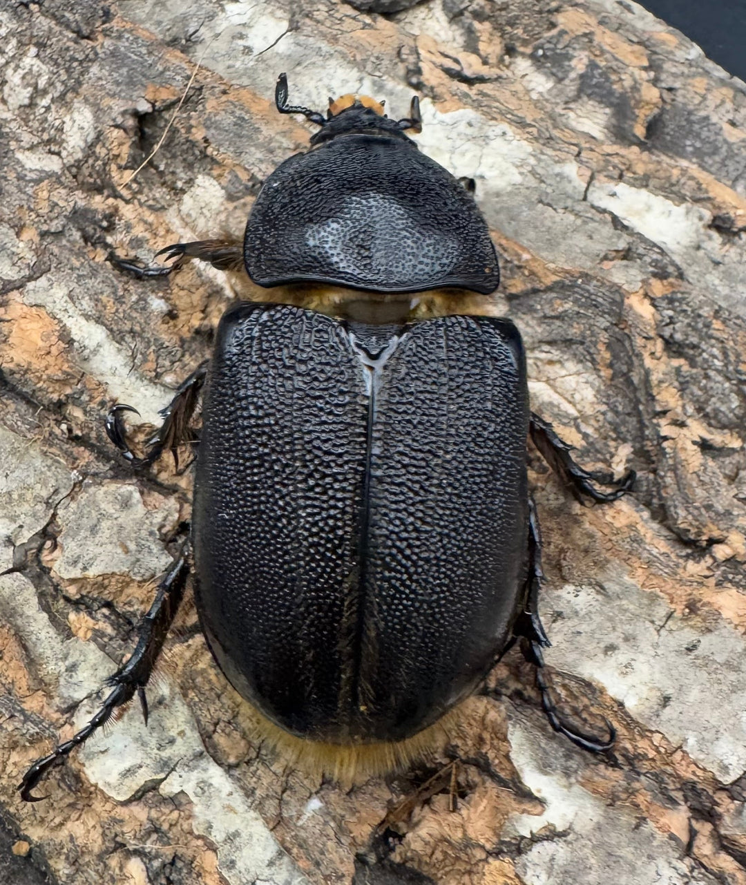 《ネプチューンオオカブト 117mm ペア》