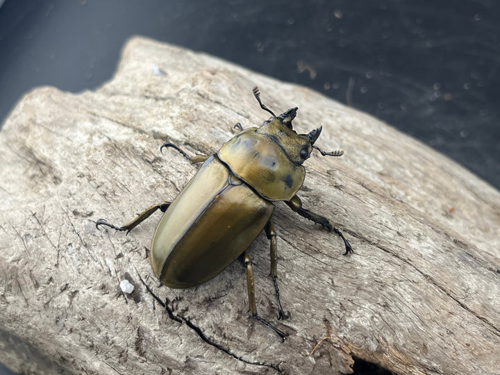 【F0】《ローゼンベルグオウゴンオニクワガタ 46mm ♀単》