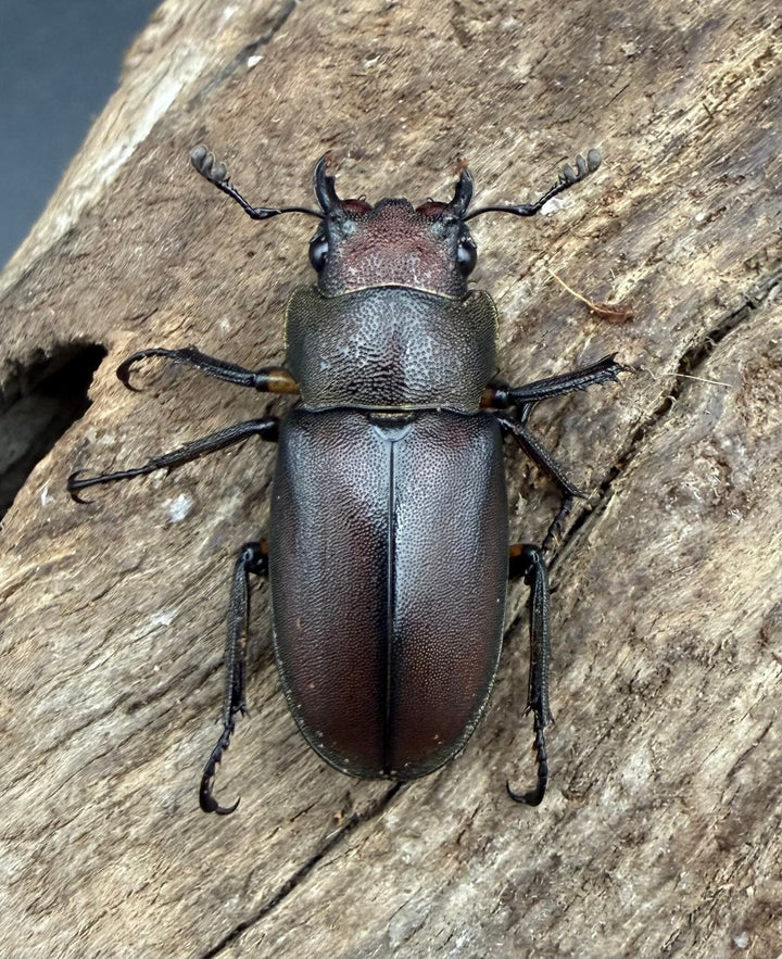《メタリフェルホソアカ亜種サンギレンシス 67mm ペア》