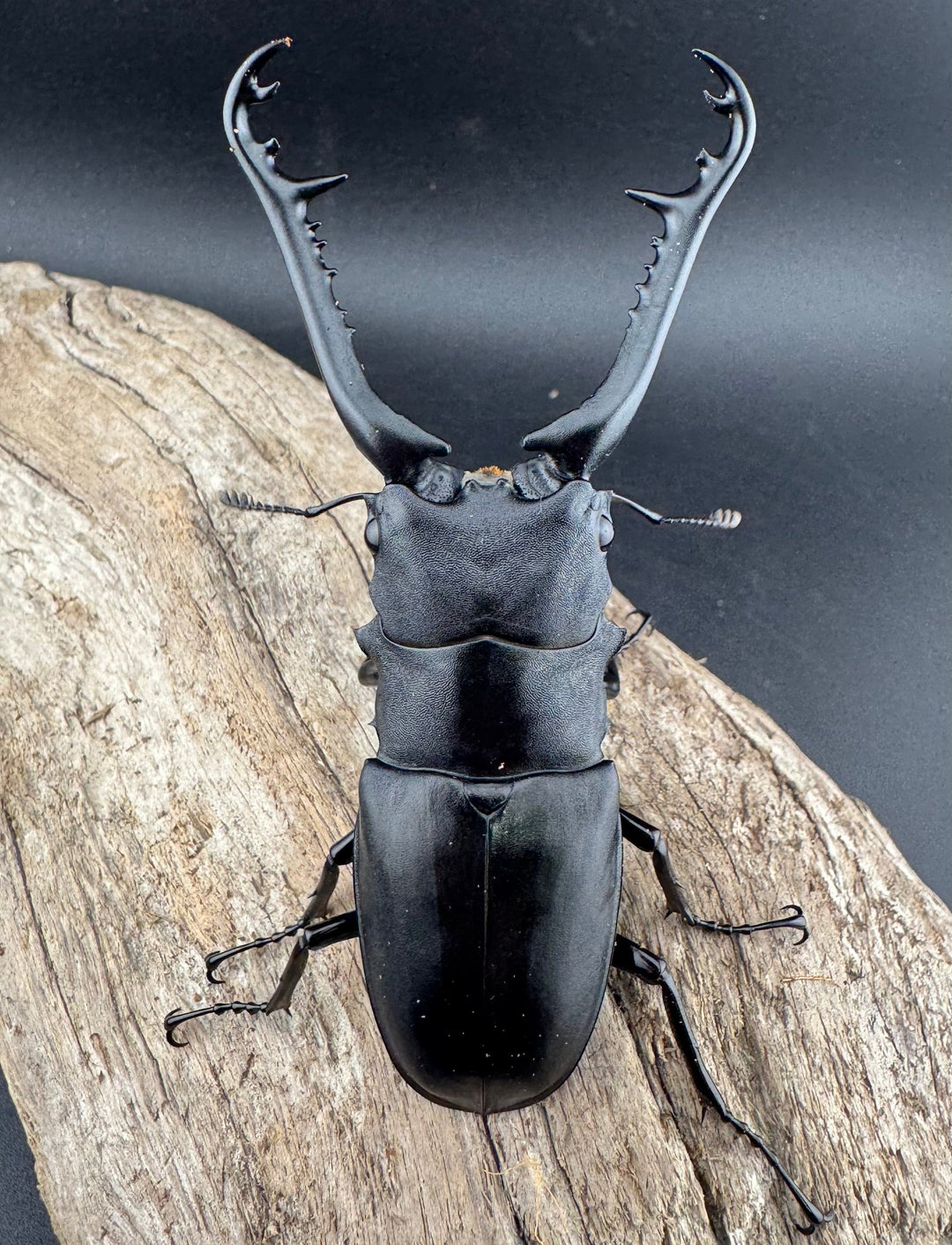 【WD】《 ギラファノコギリ亜種ケイスケ 96mm ペア》