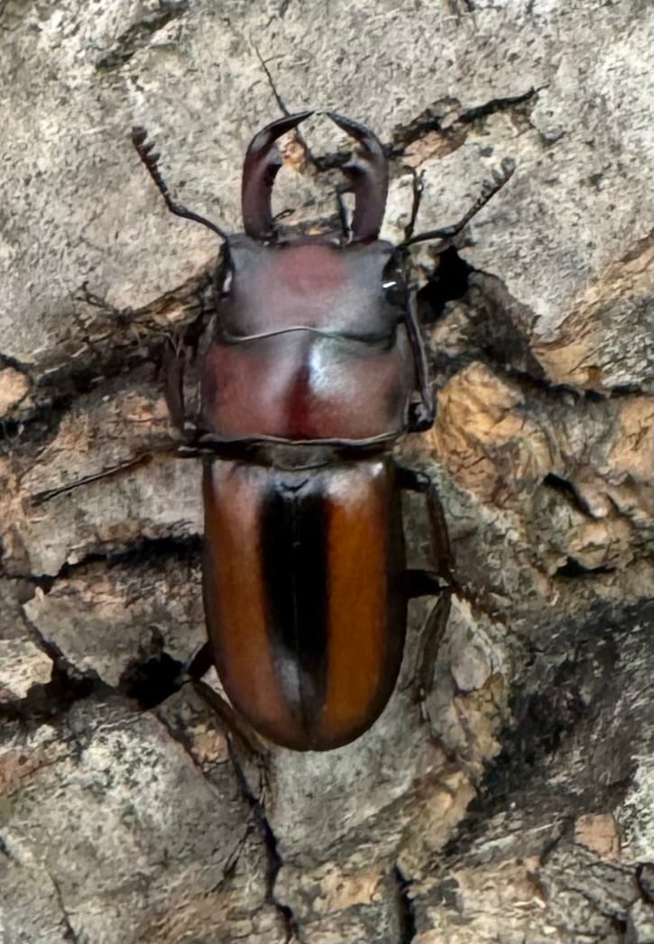 【WD】《エレガントゥルスコクワ原名亜種 20mm ペア》