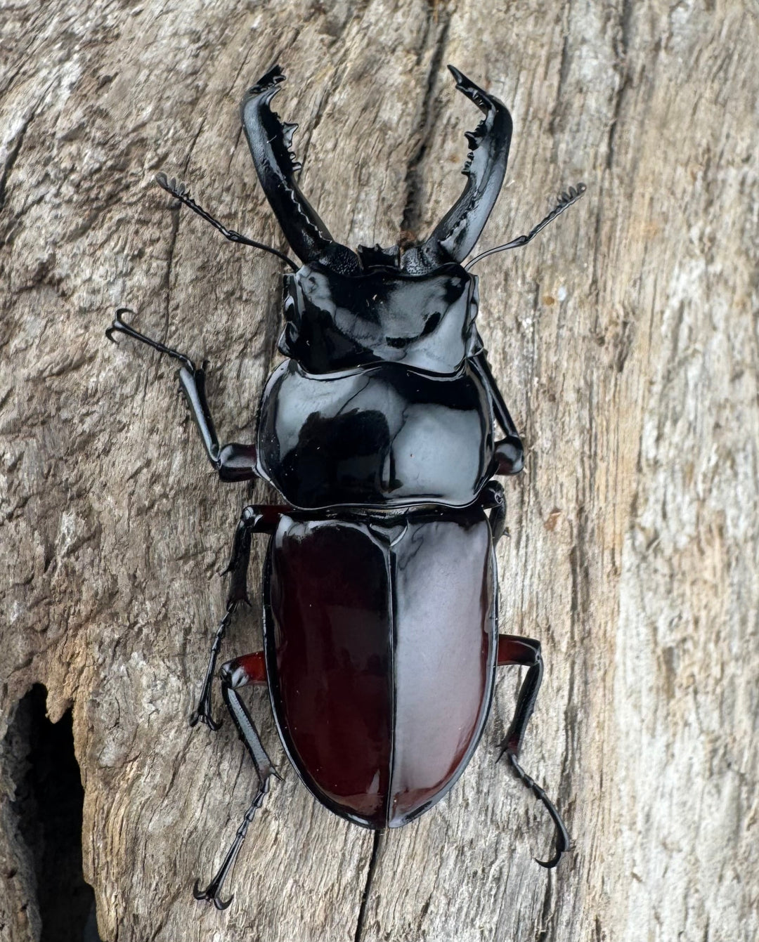 【WD】《オーベルチュールクロツヤシカ 50mm ペア》