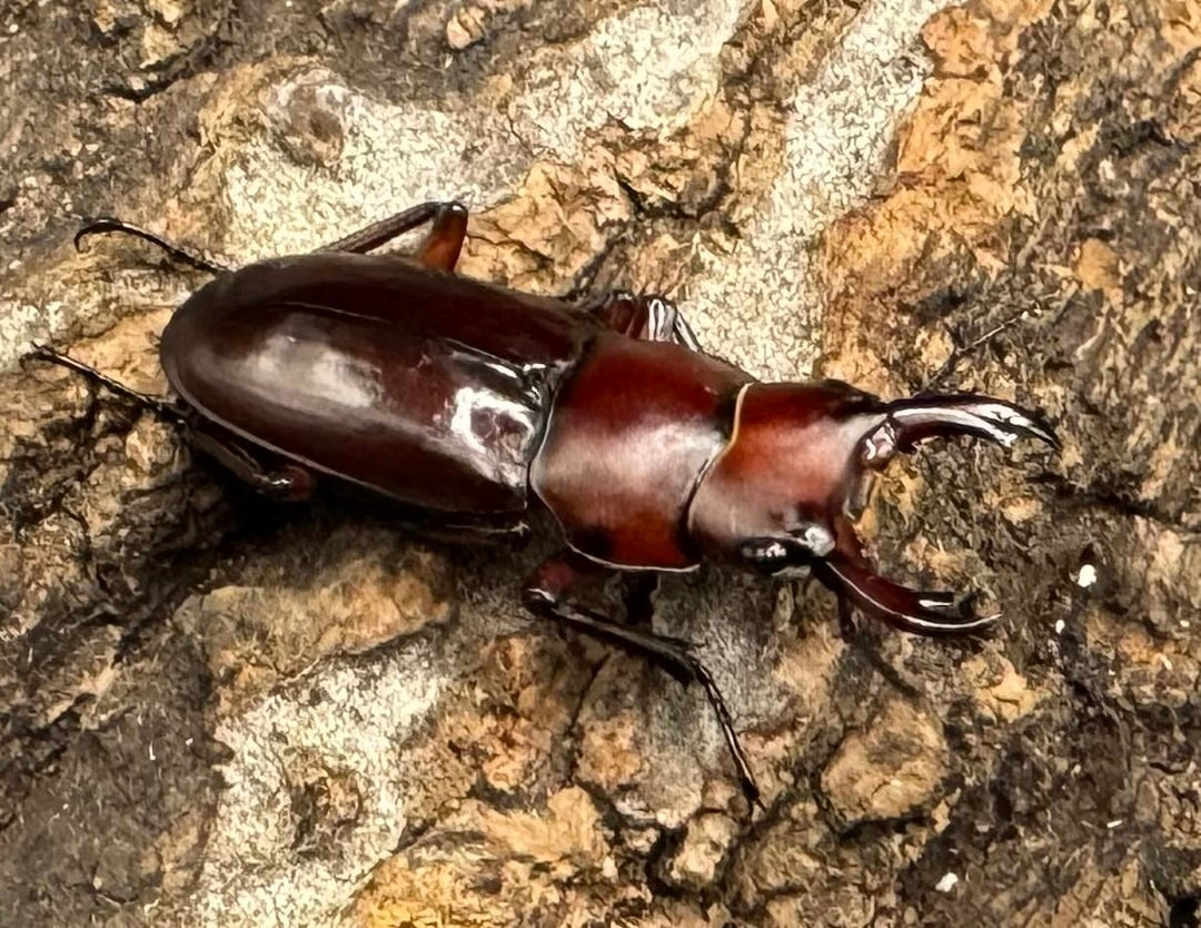 【WD】《モートゥオセスジ原名亜種 ペア》