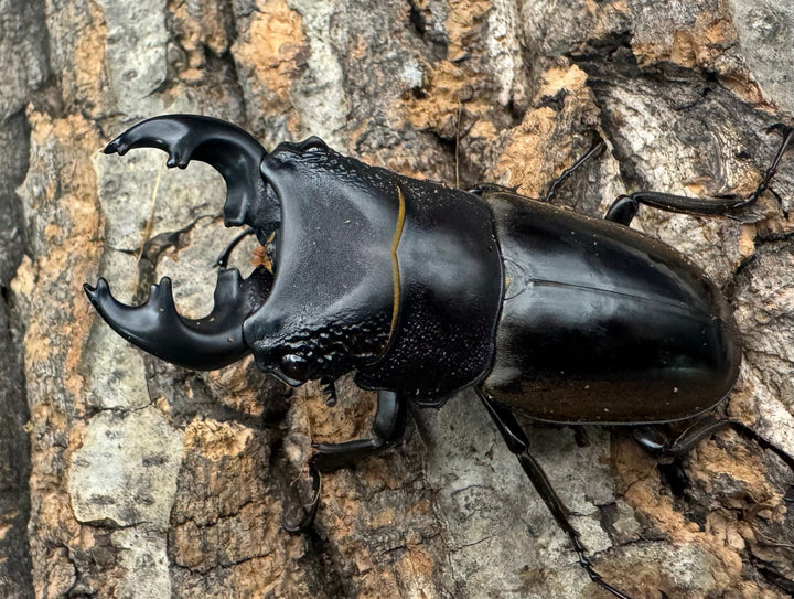 【WD】《ルマウィノコギリ  55.5mm ペア》